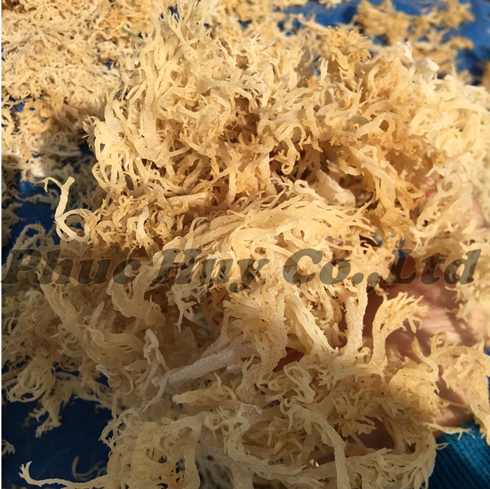 Dried sea moss / irish moss